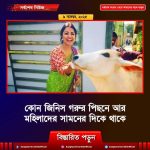 কোন জিনিস গরুর পিছনে আর মহিলাদের সামনের দিকে থাকে