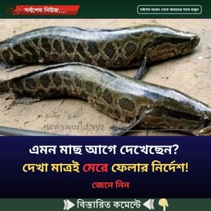 এমন মাছ আগে দেখেছেন? দেখা মাত্রই মে’রে ফেলার নির্দেশ!