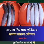 না ঘষে শিং মাছ পরিষ্কার করার দারুণ কৌশল