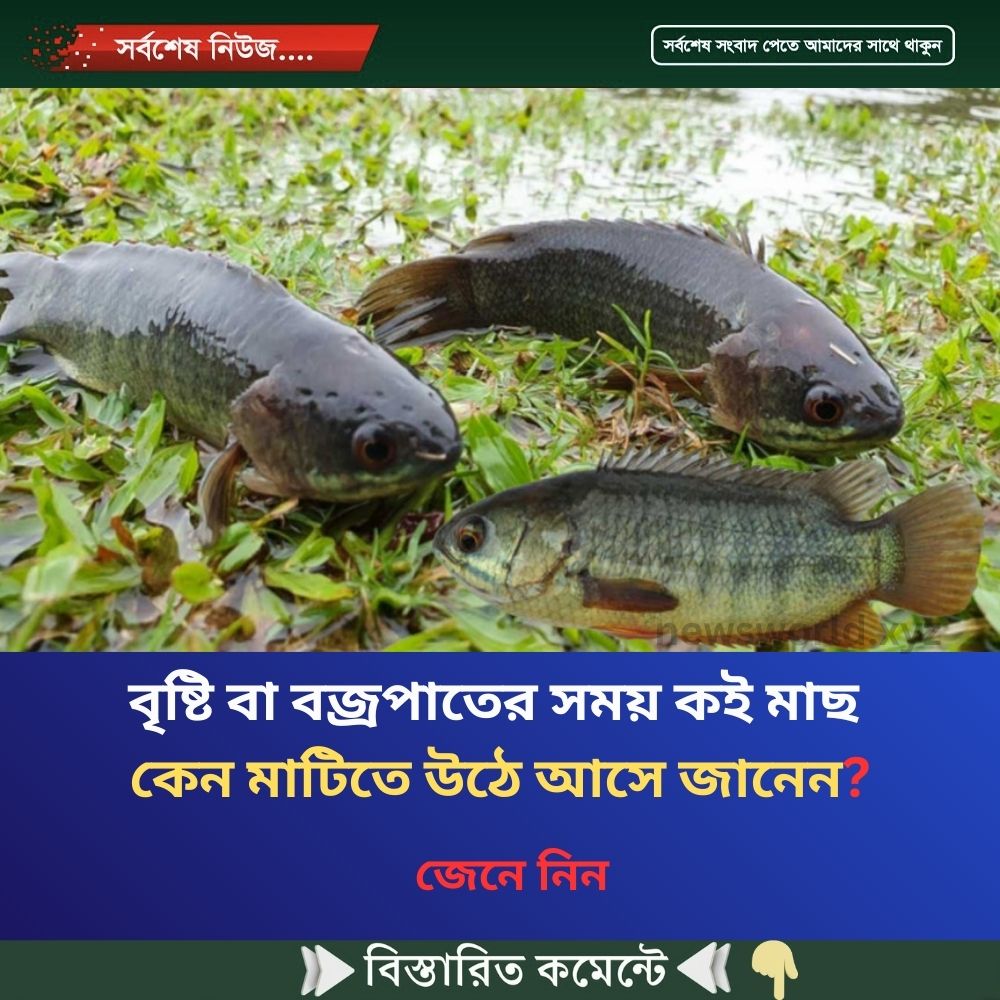 বৃষ্টি বা ব’জ্রপাতের সময় কই মাছ কেন মাটিতে উ’ঠে আসে জা’নেন