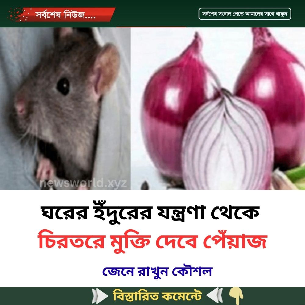 ঘরের ইঁদুরের যন্ত্রণা থেকে চিরতরে মুক্তি দেবে পেঁয়াজ
