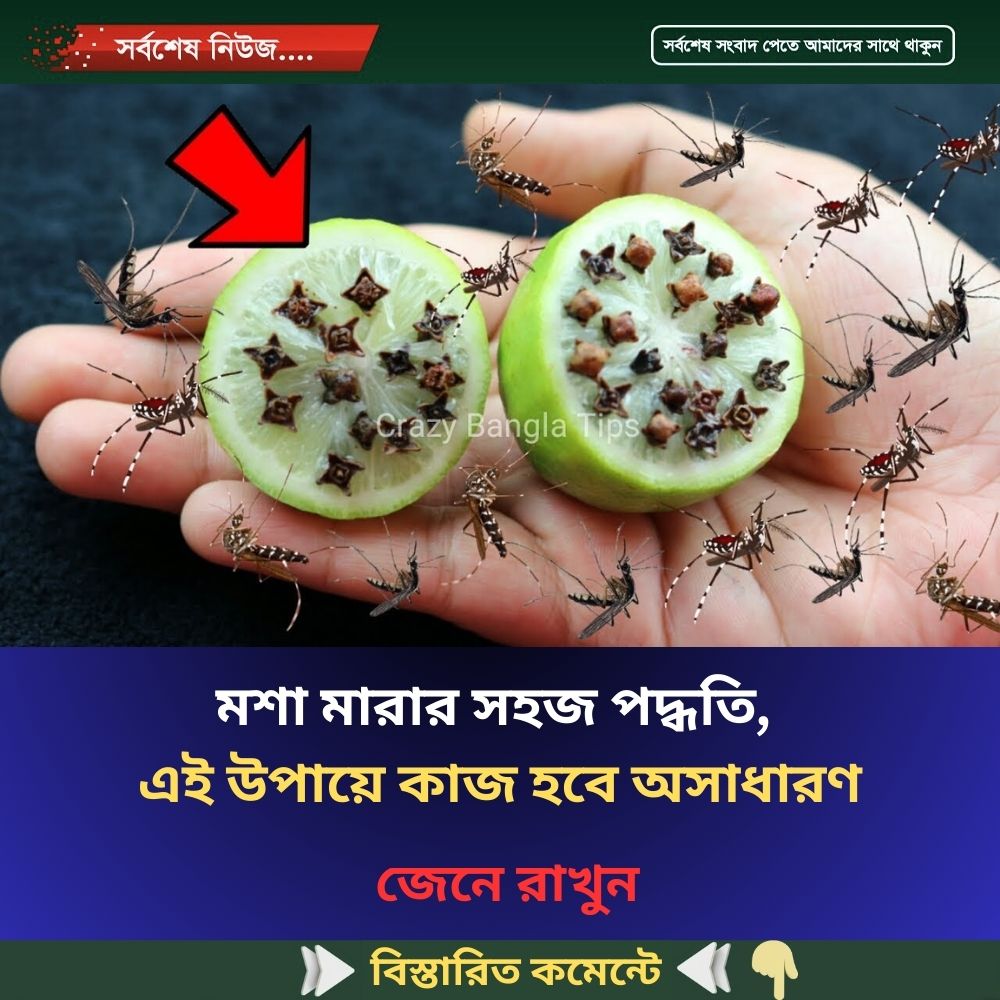 মশা মারার সহজ পদ্ধতি, এই উপায়ে কাজ হবে অসাধারণ
