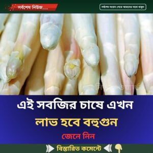 এই সবজির চাষে এখন লাভ হবে বহুগুন জেনে নিন
